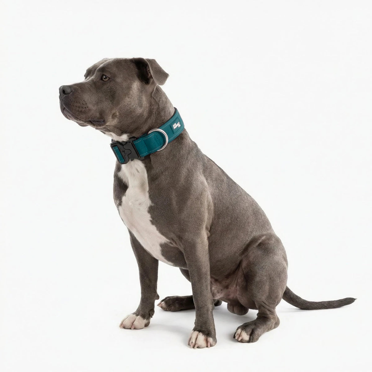 Staffy sitting in the Forest tactical collar