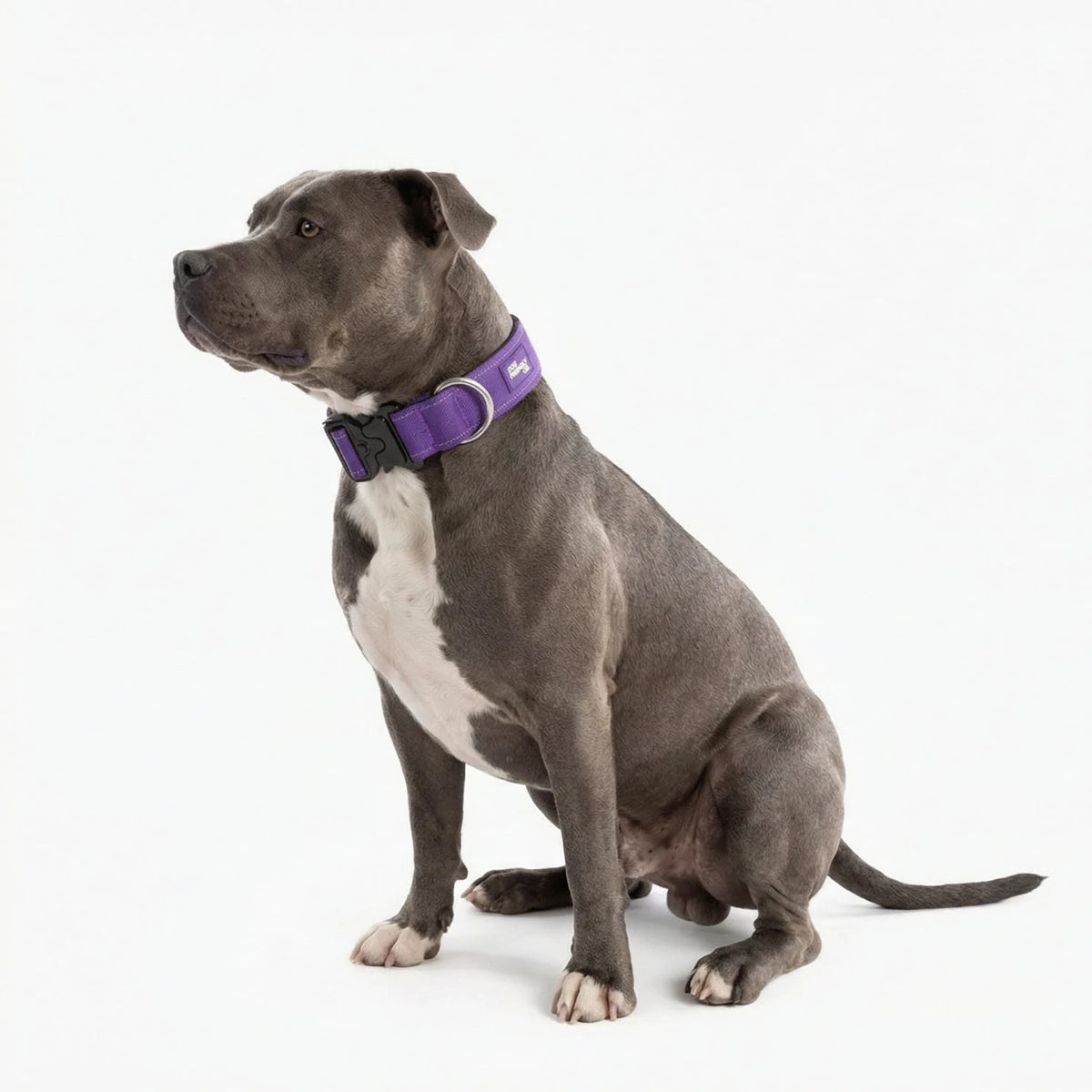 Staffy sitting in the Indigo tactical collar