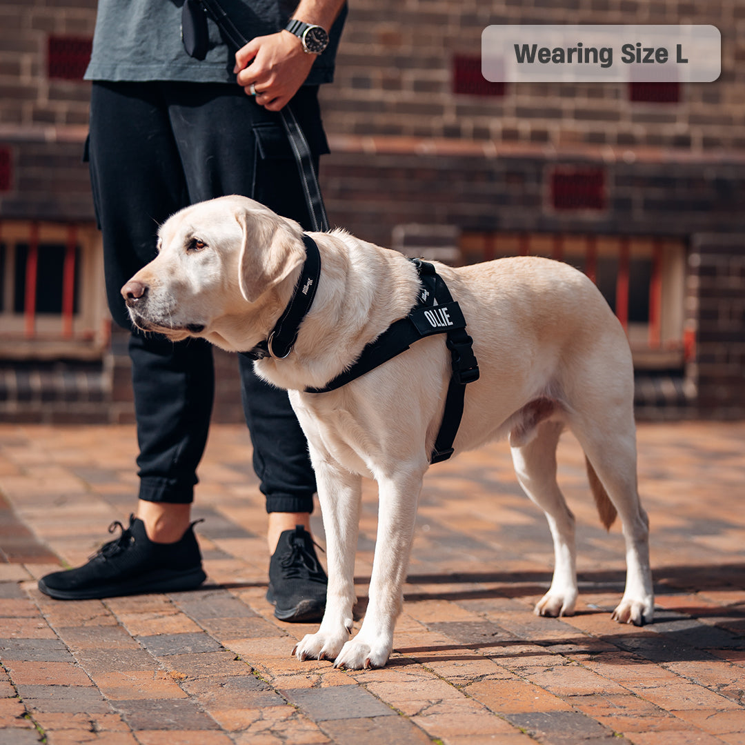 Walk Essentials - Black