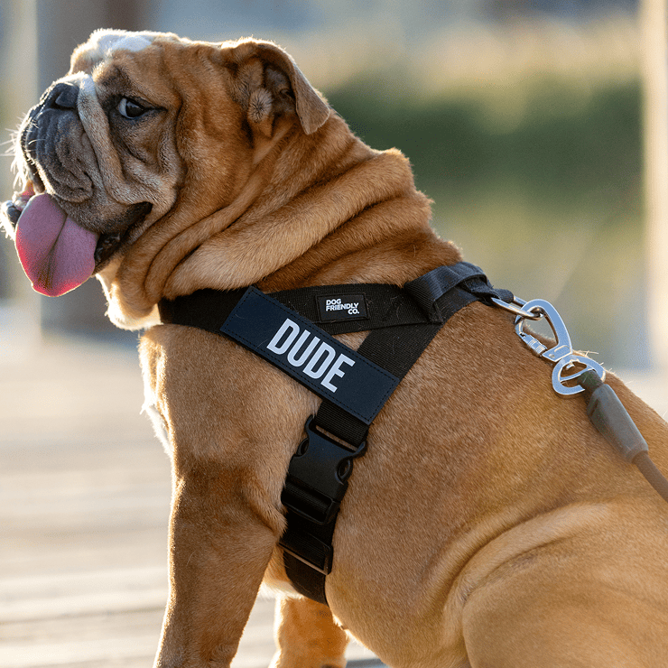 Personalised Dog Harness - Black