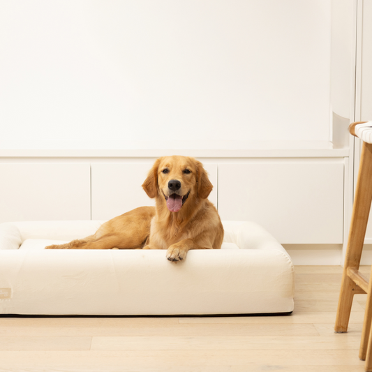Premium Orthopedic Memory Foam Dog Bed - Beige (Small)