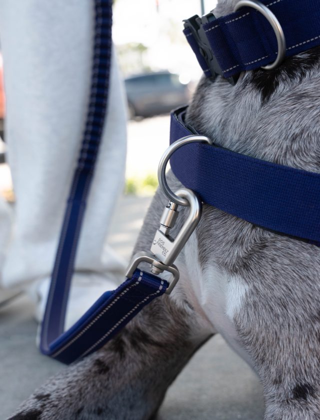 Indigo harness and bungee leash on a grey dog