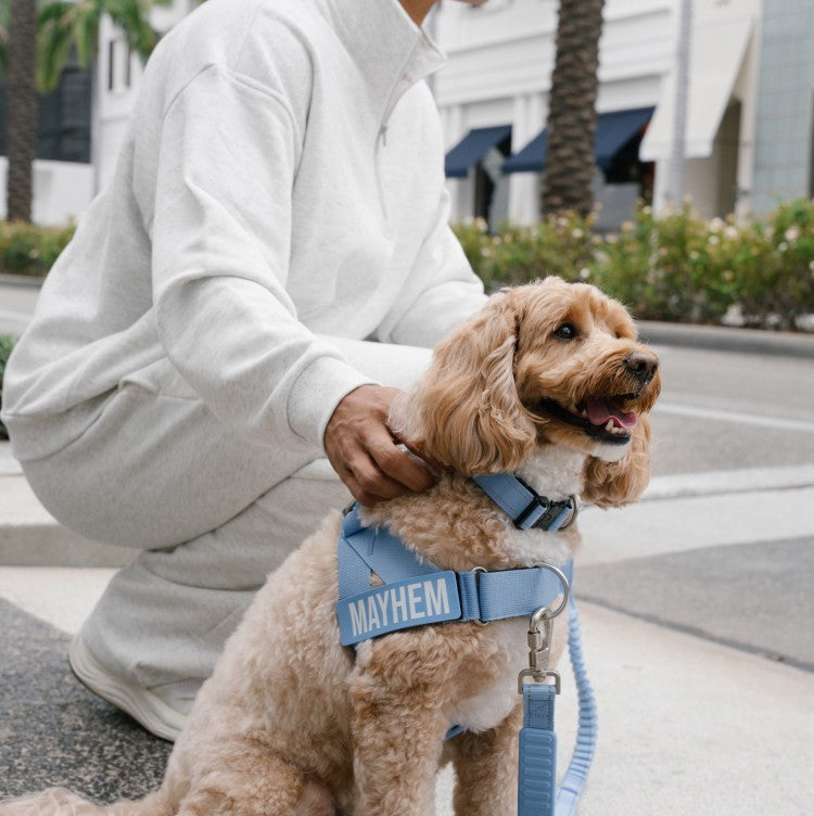 Cavoodle in the Air harness, collar and bungee leash, sitting by its owner on a city kerb